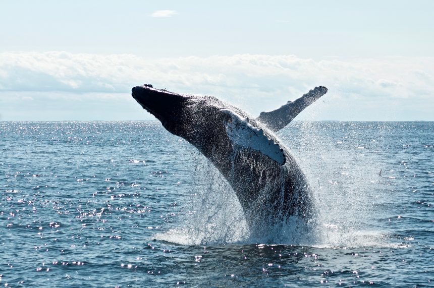 Bitcoin Whales Looking To Buy The Dip As $222 Million Worth Of Stablecoins Flow Into Exchanges