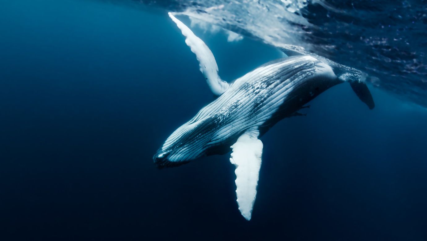 Cardano Whales Rapidly Accumulating, ADA Bull Run Incoming?