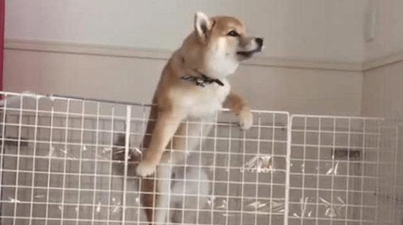 Can Shiba Inu Climb Before September Starts? Evaluating The $0.00001 Projection