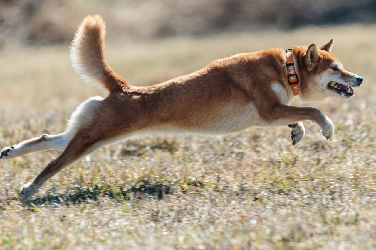 Shiba Inu Investors Beware: 425 Billion Tokens On The Move – Is It A Sell-Out?