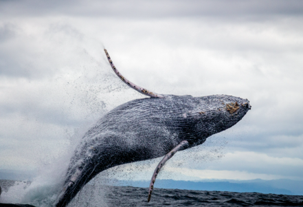 Shiba Inu Whales Bet Big As Shibarium Grows – Road To $0.1?