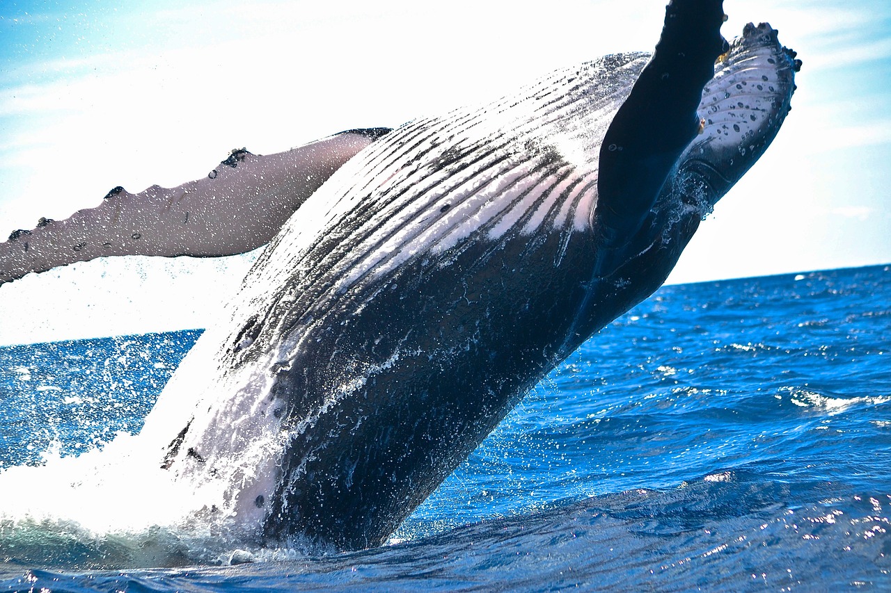Whales Move $30 Million Worth Of XRP To Exchanges – Time To Sell?